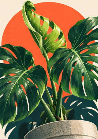 Large green monstera leaves, including a curled young leaf, rise from a pale speckled pot against a coral semicircle and dark teal shapes.