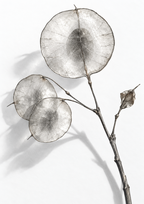 Monochrome botanical study of a dried lunaria stem with three translucent round seed discs and a small papery husk on white.