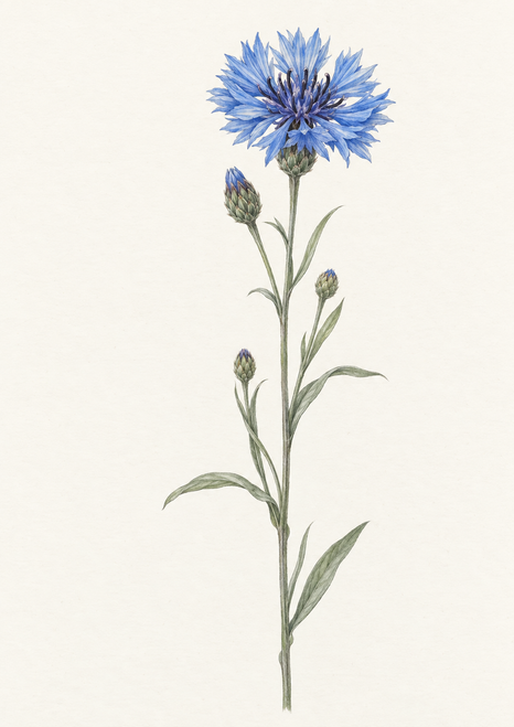 Blue cornflower with three buds and slender green-grey leaves on a warm-white background.