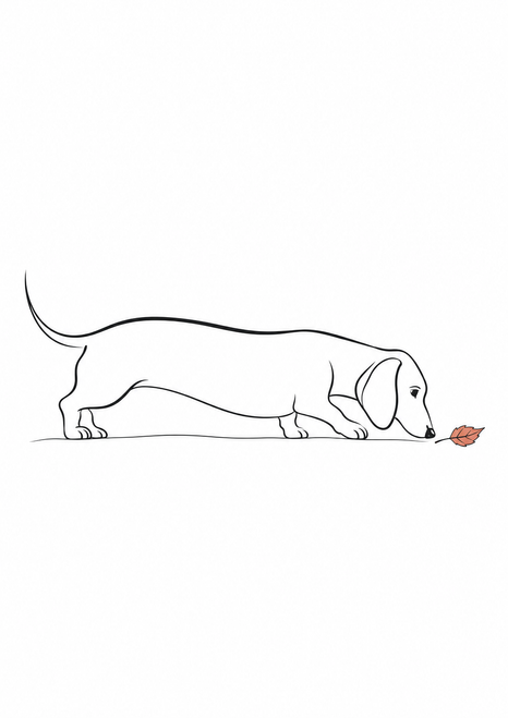 Minimal black-line drawing of a long-bodied dachshund stretching toward a small coral-ochre leaf on a white background.