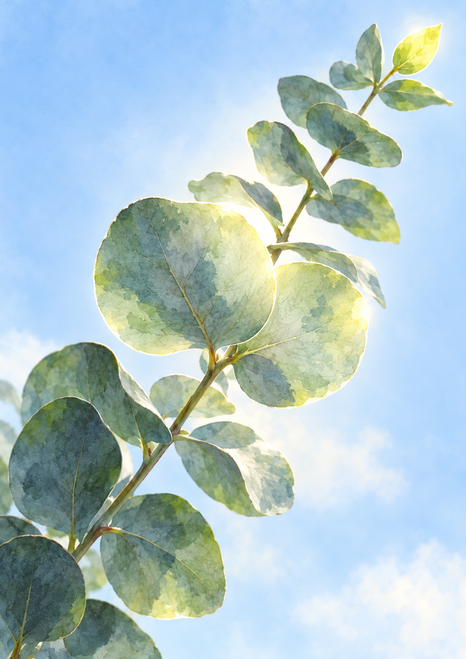 A diagonal eucalyptus-like branch with round silvery green leaves and a bright upper leaf against an airy blue-white sky.