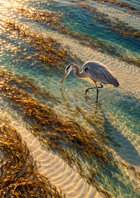 A heron wades among teal shallows, pale sand patterns, and copper eelgrass in bright sun, viewed from above at an angle.