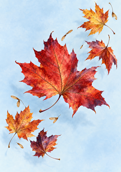 Five red, orange, and plum maple-shaped leaves float diagonally against pale blue, with fine veins and scattered winged seed forms.