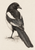 Complete black-and-white magpie standing on lightly sketched ground, head turned over its shoulder and long tail angled downward.