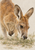 Brown kangaroo with long ears and lowered muzzle browsing sparse green vegetation on a pale background.