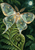 Pale moth with patterned, translucent-looking wings resting above a curled fern, with dense foliage and a small moon.