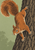 Orange-ochre squirrel with a large curled tail descending head-first along a dark tree trunk against a muted green background.
