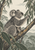 Grey koala on a diagonal eucalyptus branch reaching toward long leaves, with foliage and woodland behind it.