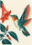A teal and vermilion hummingbird hovers with its bill at a red-orange trumpet flower cropped by the top and left edges.