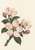 Pink apple blossoms and buds on a diagonal woody branch with dark leaves against a warm ivory background.