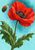Close-up scarlet poppy with a dark center, green closed bud and broad water-beaded leaves against an aqua and teal background.