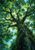 Upward view of a large tree trunk and dense emerald canopy with bright turquoise sky showing through.