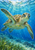 Patterned sea turtle swims toward the viewer beneath bright rippling blue water, with bubbles and seagrass below.
