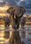 Three elephants wading through reflective water beneath a clearing storm sky, with birds and distant acacia silhouettes.