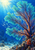A branching sea fan coral fills the right side of a blue underwater scene as silver and orange fish pass through the reef.