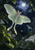 A large pale green, luna-moth-like insect with spread wings and long tails flies before a full moon amid dark garden foliage and smaller moths.