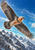 Pale-headed, rust-accented raptor with broad dark wings flying above jagged snowy alpine peaks under a vivid blue sky.