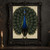 Front-facing peacock with fully fanned, eye-patterned tail on a pale background above a dark ledge.; frame shown for styling only