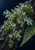 Diagonal wet bark with pale branching lichen, green cushions, tiny cup-shaped growths, water droplets, and a fern frond against a dark background.
