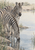 Two zebras at a waterhole, one facing the viewer and the other drinking beside reeds and reflective water.