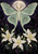 Pale green long-tailed moth with spread wings hovers above white flowers and dark foliage in front of a full moon.