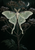 A pale luna-moth-like insect with spread wings rests across branching dried seedheads beneath a crescent moon on a dark green ground.