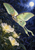 Pale-green long-tailed moth gliding above white flowers beneath a full moon, framed by dark blue-violet foliage.