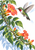 A jewel-green hummingbird with a red throat hovers beside coral trumpet flowers on a leafy vine against white.