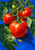 Three glossy red tomatoes with a water droplet hang among green leaves and curling stems against a blue background.