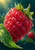 A bright red-magenta raspberry covered in droplets, with green leaves and a smaller blurred berry against teal.