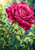 Large open magenta rose above a curved stem and glossy, dew-covered leaves against bright soft-focus garden foliage.