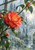 Coral-red camellia-like flower and glossy leaves beside rain-streaked conservatory glass, with a misty garden beyond.