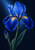 Luminous blue iris with a gold-yellow throat, long leaves, and an unopened bud against a dark blue background.