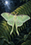 Pale-green long-tailed moth with spread wings resting on a diagonal fern amid dark foliage, with a moon in the upper-left background.