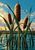 Three golden-rust cattail seed heads and crossing green leaves above teal marsh water, with a dragonfly in the bright blue sky.
