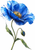 Large blue poppy with golden stamens, curved green stems, two leaves, and a nearby hanging bud on a white background.
