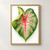 Large curled green caladium-like leaf with branching coral-red veins and small water droplets on white.; frame shown for styling only