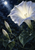 Large white trumpet-shaped flower with two closed buds and curling stems above dark leaves beneath a small moon and stars.