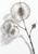 Monochrome botanical study of a dried lunaria stem with three translucent round seed discs and a small papery husk on white.