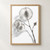 Monochrome botanical study of a dried lunaria stem with three translucent round seed discs and a small papery husk on white.; frame shown for styling only