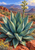 Large blue-green agave-like rosette covered in droplets, with a flowering stalk, red rocks and distant desert hills.