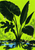 Five dark green leaves with bright water droplets fan upward against a vivid lime background above a reflective pool; small title reads Rain Garden.