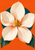 Large ivory magnolia-like flower with a golden center and dark green leaves against an orange background and teal circular halo.