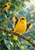 Large yellow-and-black bird shaking water from raised wings on a branch, with a smaller bird among wet green foliage above-left.