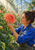 Adult gardener in a blue shirt tending a large coral-pink dahlia inside a sunlit greenhouse, with “The Dahlia Keeper” along the bottom.