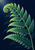 Luminous emerald and jade fern frond with a curled tip against a dark navy background, with faint shadow fronds.