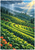 Curving green tea terraces on a hillside beneath rain at left and sunlight at upper right, with a small blue-roofed shelter and orange-red flowers.