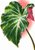 Large glossy green heart-shaped caladium-type leaf with pale radiating veins, water droplets, curled magenta-pink underside, and coral-pink background wash.