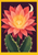Coral-pink cactus flower with an apricot center and green pads, with an ivory crescent moon against a plum field and yellow margin.