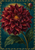 Large layered burgundy dahlia with a golden center, dark green foliage, a closed upper-right bud, and a repeating gold border on teal.